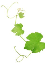Homepage Vine Leaves