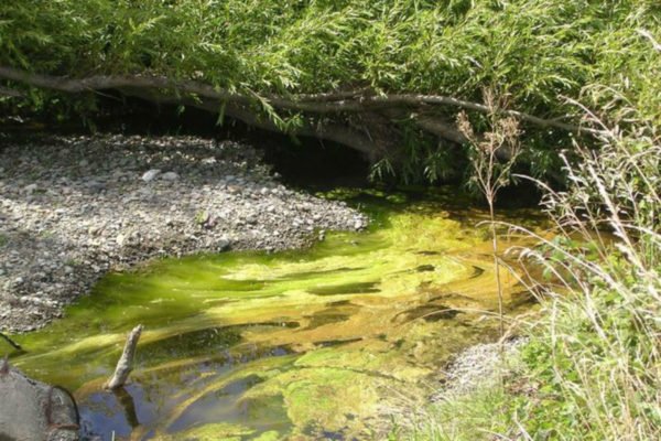Toxic algae. Photo by Massey University
