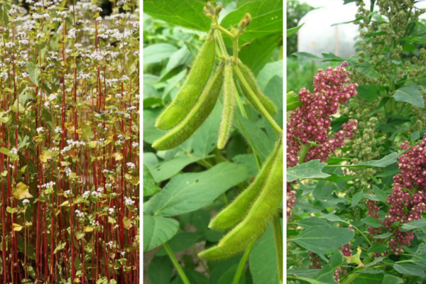 Buckwheat, soy and quinoa plants