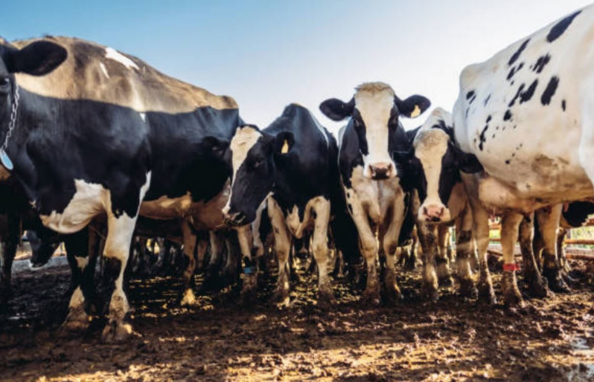 Cows with feet in mud, a consequence of intensive winter grazing