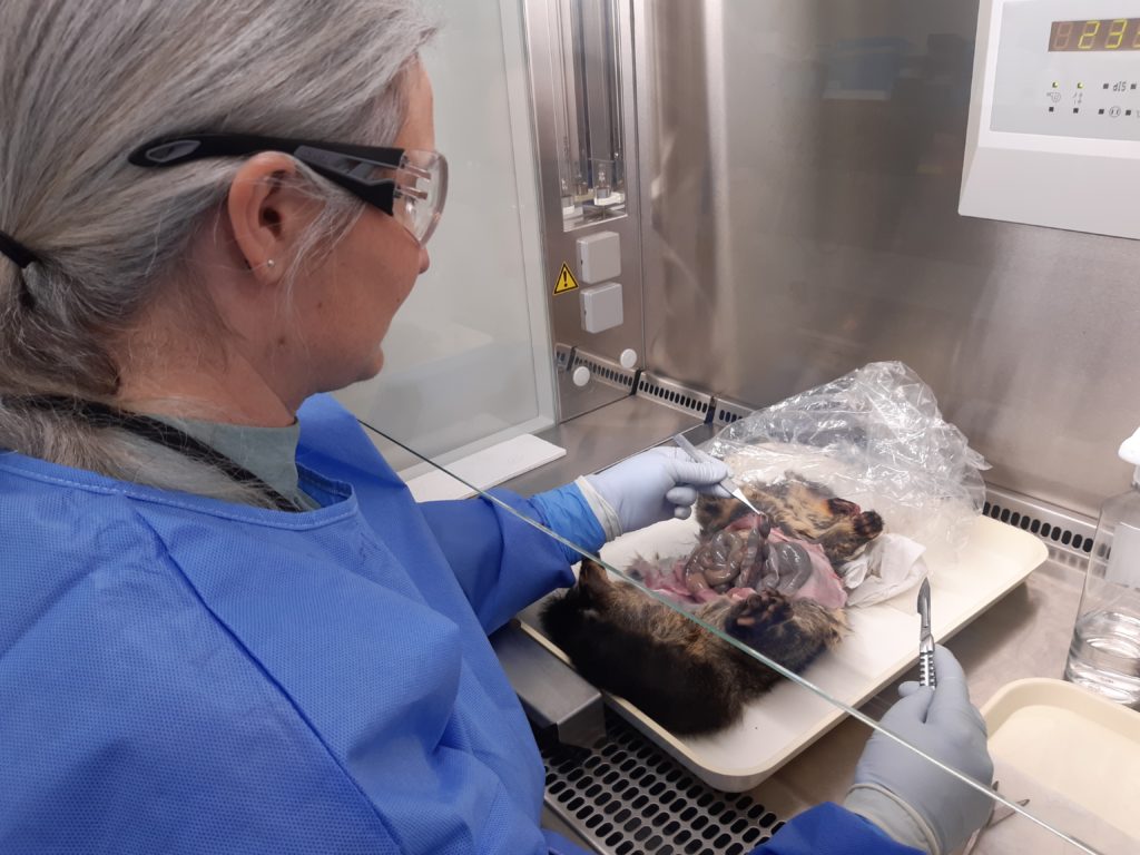 Carcasses were processed to recover E. coli from large bowel contents by wildlife veterinarian, Dr Marie Moinet.