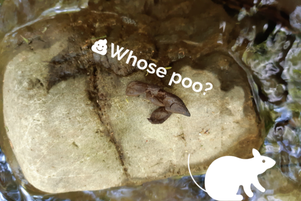 Probably possum poo, in the Mākirikiri Stream.