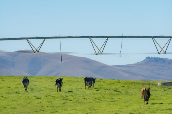 Cows on irrigated pasture. Photo by Dave Allen, NIWA