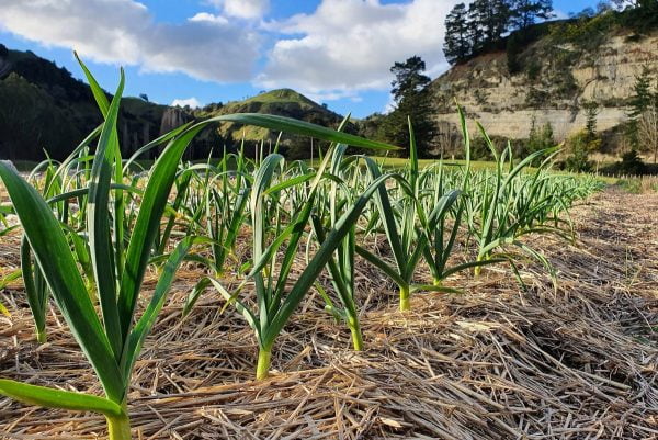 Organic garlic is an alternative crop being looked at by farmer Rita Batley and friend Vanessa Witt
