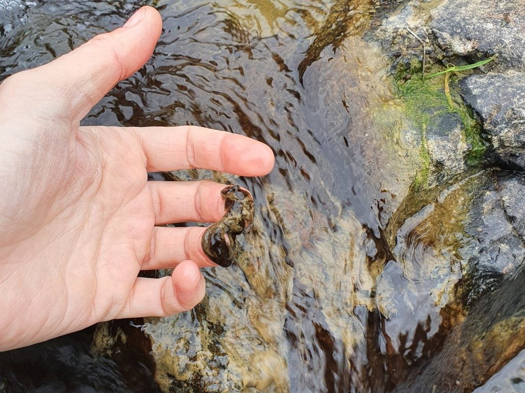 Dr Amanda Valois (NIWA) found some toxic algae in the stream headwaters during the project’s first field day