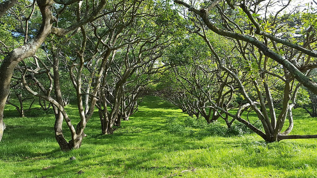 Avocado orchard at Ōtuataua Stonefields, Mangere, Auckland. Photo by Callan Bird, CC BY 2.0 via Wikimedia Commons