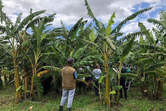 Bananas thrive in the heat and dry of summer and autumn