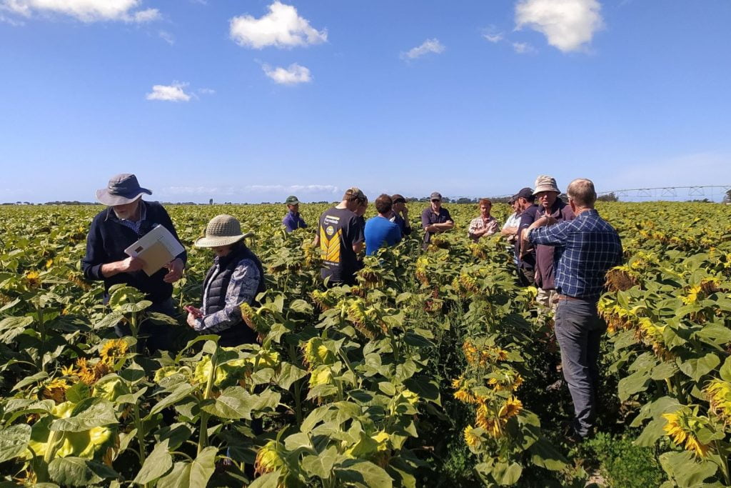 Strip-till was used by farmer Stu Macaulay for his high oleic oil sunflower crop