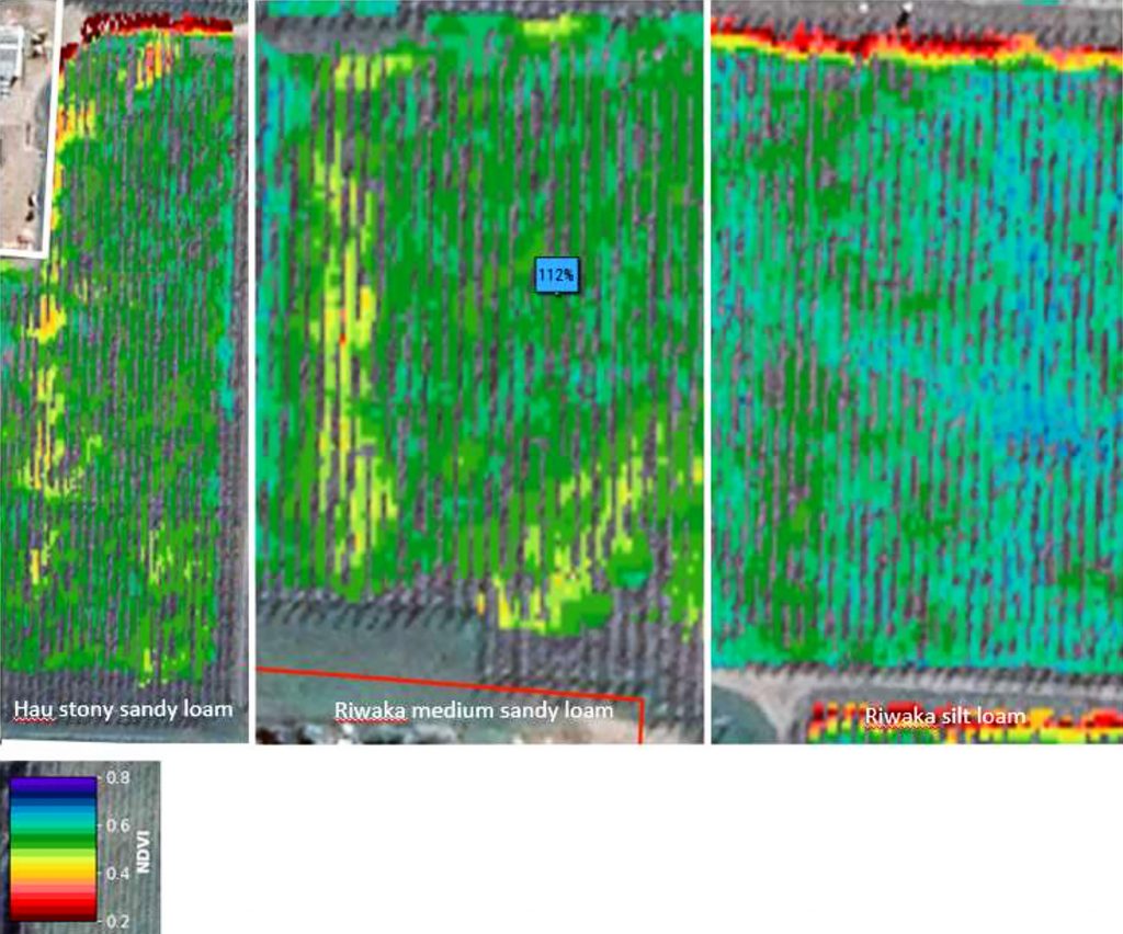 Figure 2: NDVI satellite mapping measures near-infrared light reflectance on the Motueka orchard