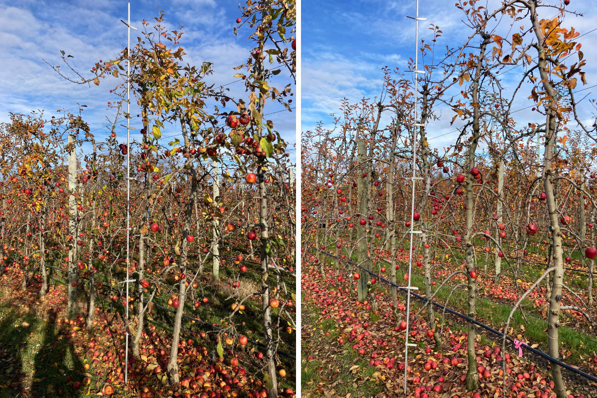 Smaller trees growing in Hau stony sandy loam produced more than larger trees growing in Riwaka silt loam