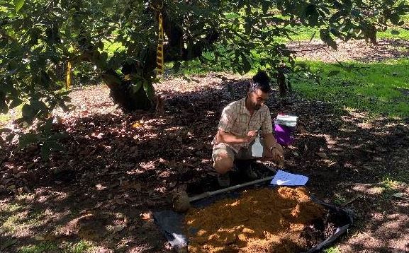Sampling from 29 orchards saw Miguel Tapia, a research engineer with NZ Avocado, travelling from the Bay of Plenty to the Far North