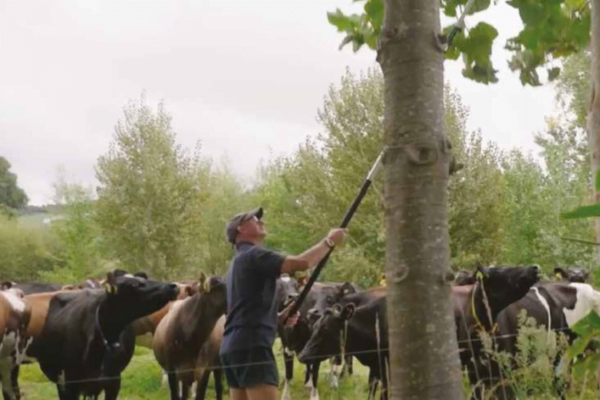 Farmer Graham Smith prunes a Paulownia tree. Although not part of this research, he says his small dairy herd enjoys eating the leaves. The trees will eventually be coppiced and the timber milled and sold