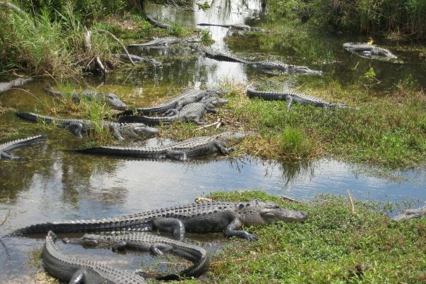 Swamp Florida Miami Everglades Usa Crocodile