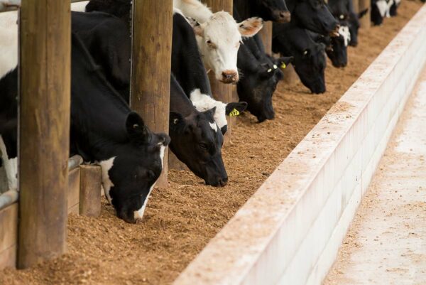 Impact Feed Shortages