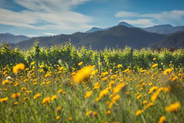 Shared Vision Marlborough