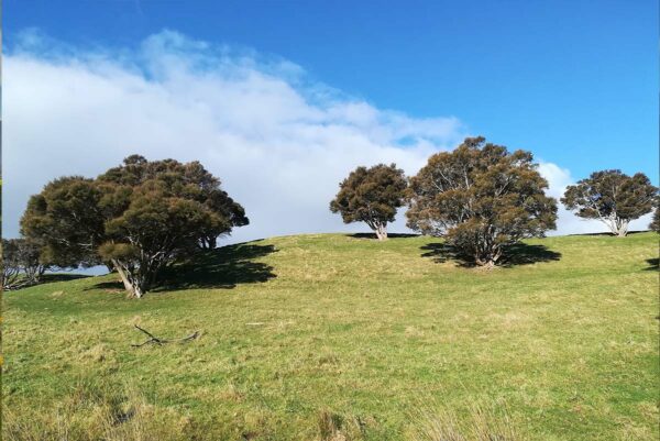 Silvopastoral Systems