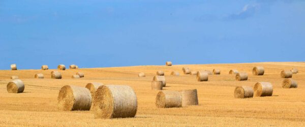 Lower Cost Native Restoration Of Farmland Tīmata Method Fact Sheet