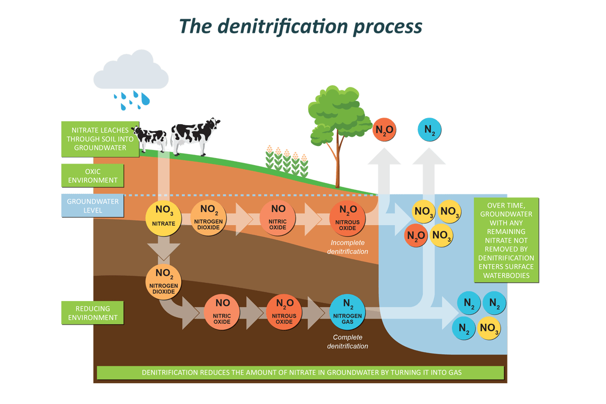 the-denitrification-process-our-land-water-toit-te-whenua