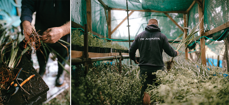 Propagating flax for regenerative planting key hapū sites.