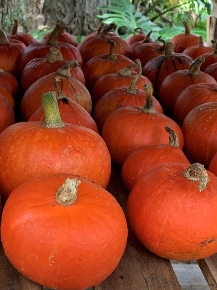 Pumpkins grown at Tene Rankin’s māra, Oromahoe