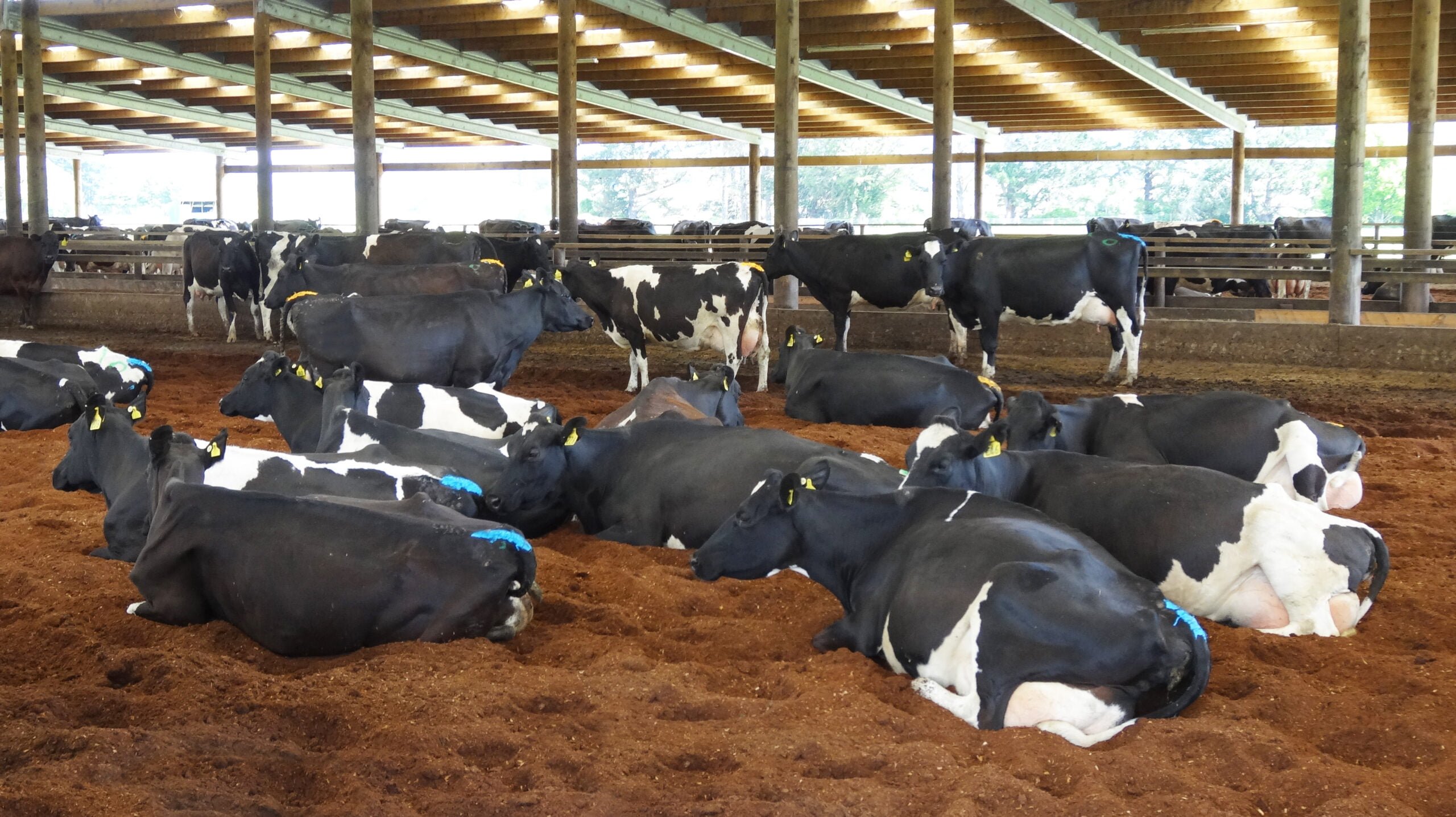 Cows resting in Waikato composting shelter