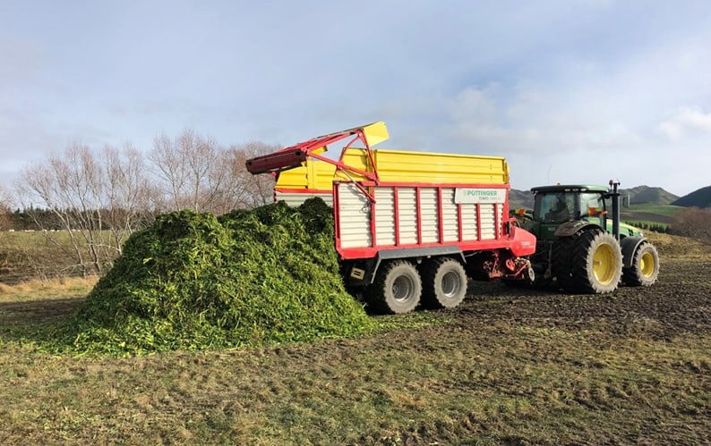 Harvested kale being deposited before loading to be fed to livestock