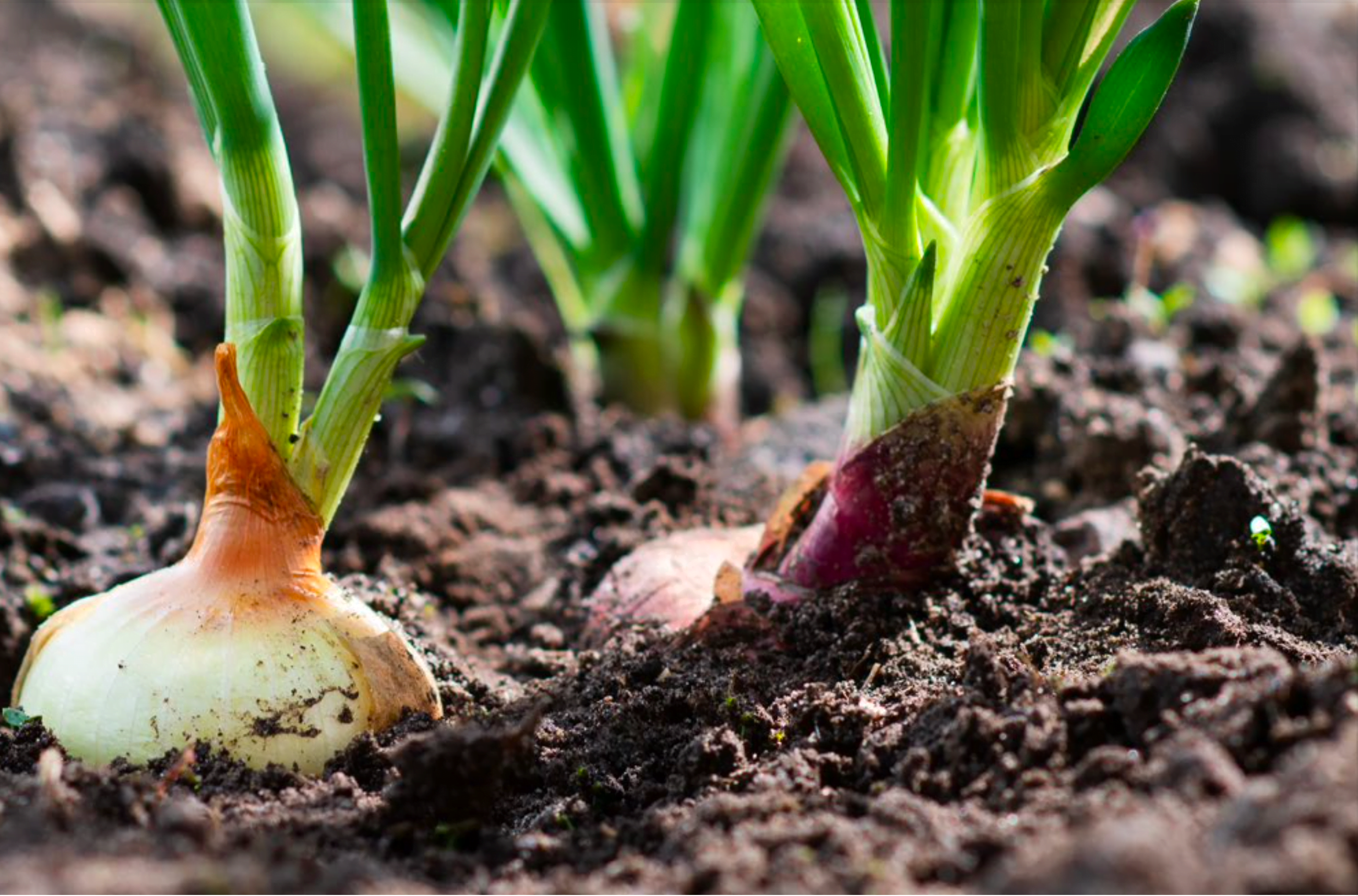 Onions growing