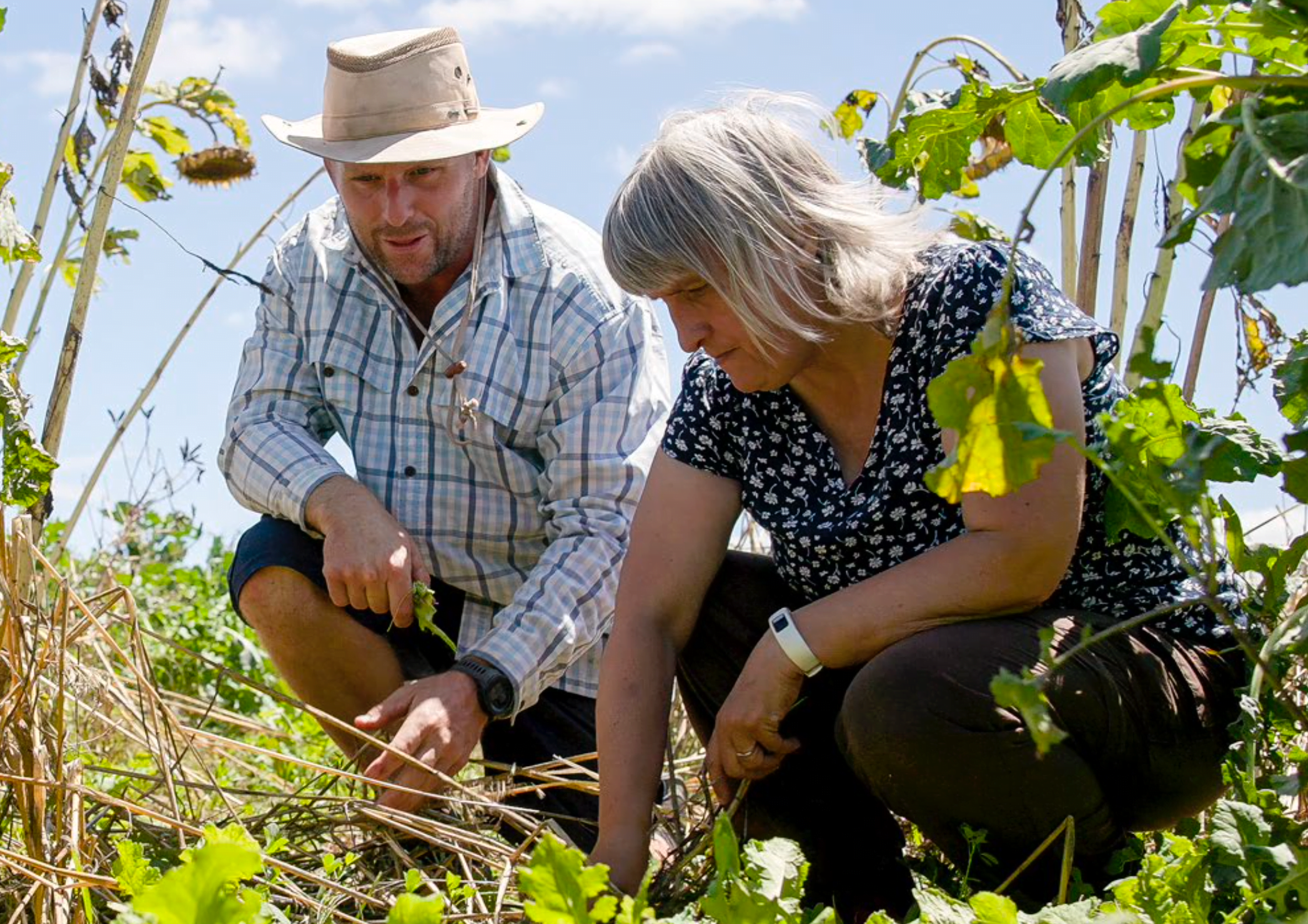 Phil Weir and Katherine Tozer assess multi-species options to support hill country dry-stock farmers to fill summer feed gaps