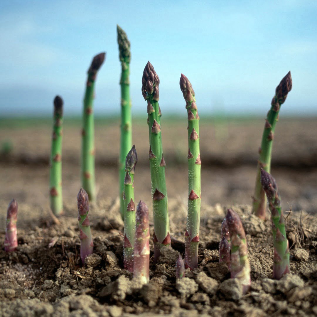 Asparagus spears emerging in spring