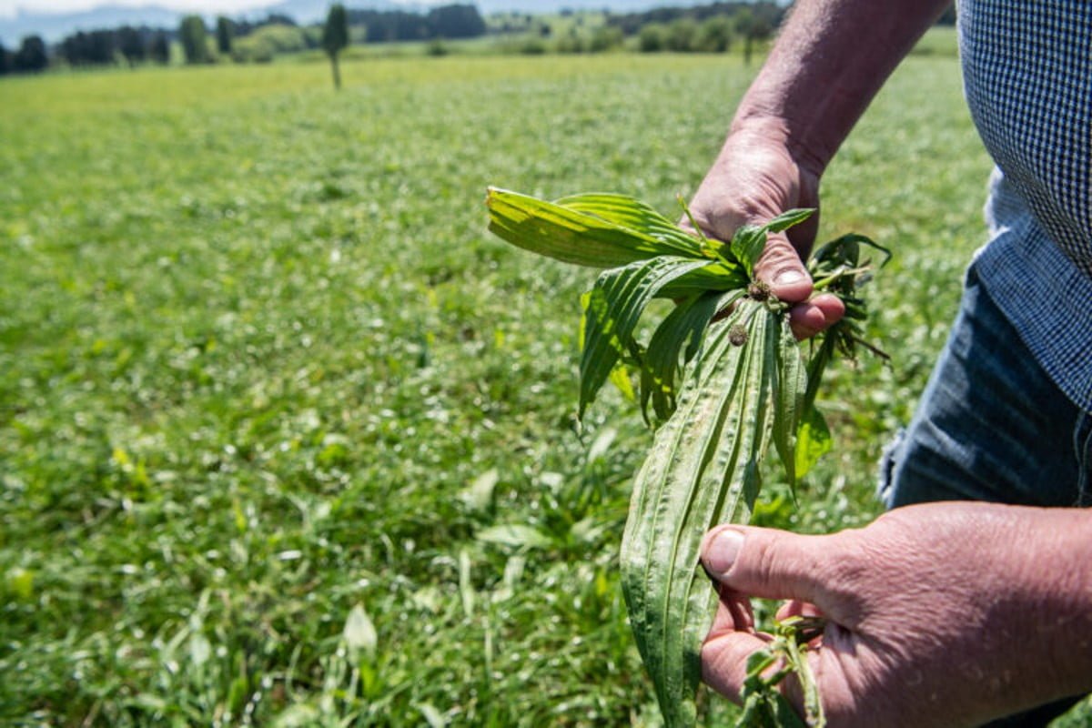 Plantain 2 1200x800 Creditfarmersweekly