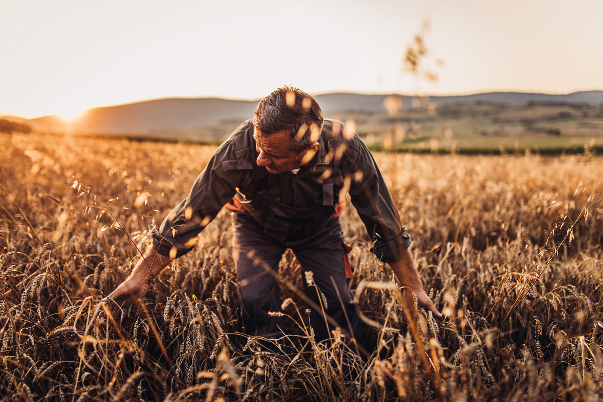 Wheat Field