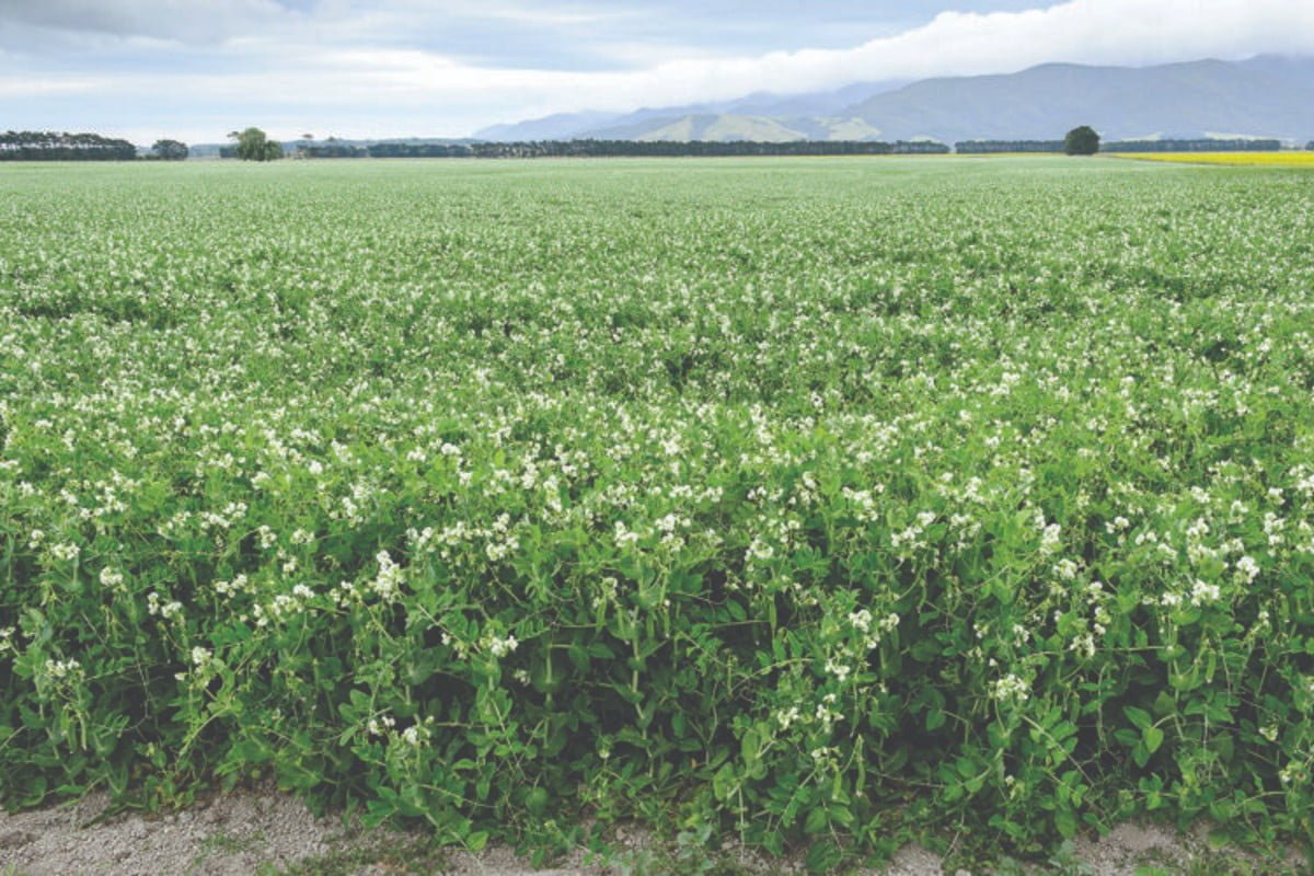 A pea crop is pictured to illustrate the alternative protein market