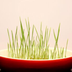 Pasture In dish