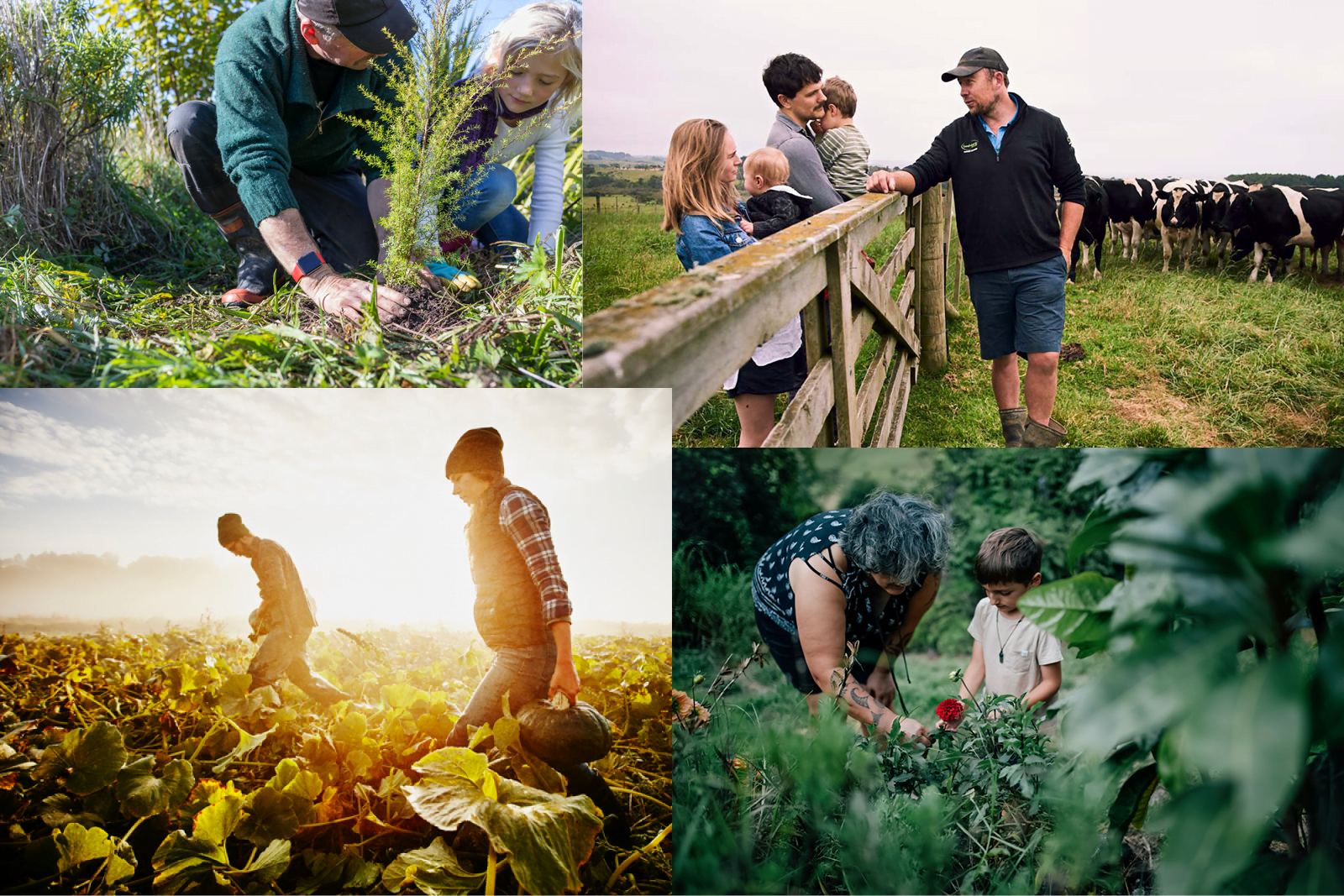 Food, Farming, and Whanau Roadshow