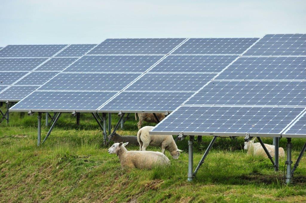 Solar panels with sheep in Belgium