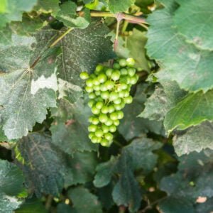 White wine grape treated by spraying