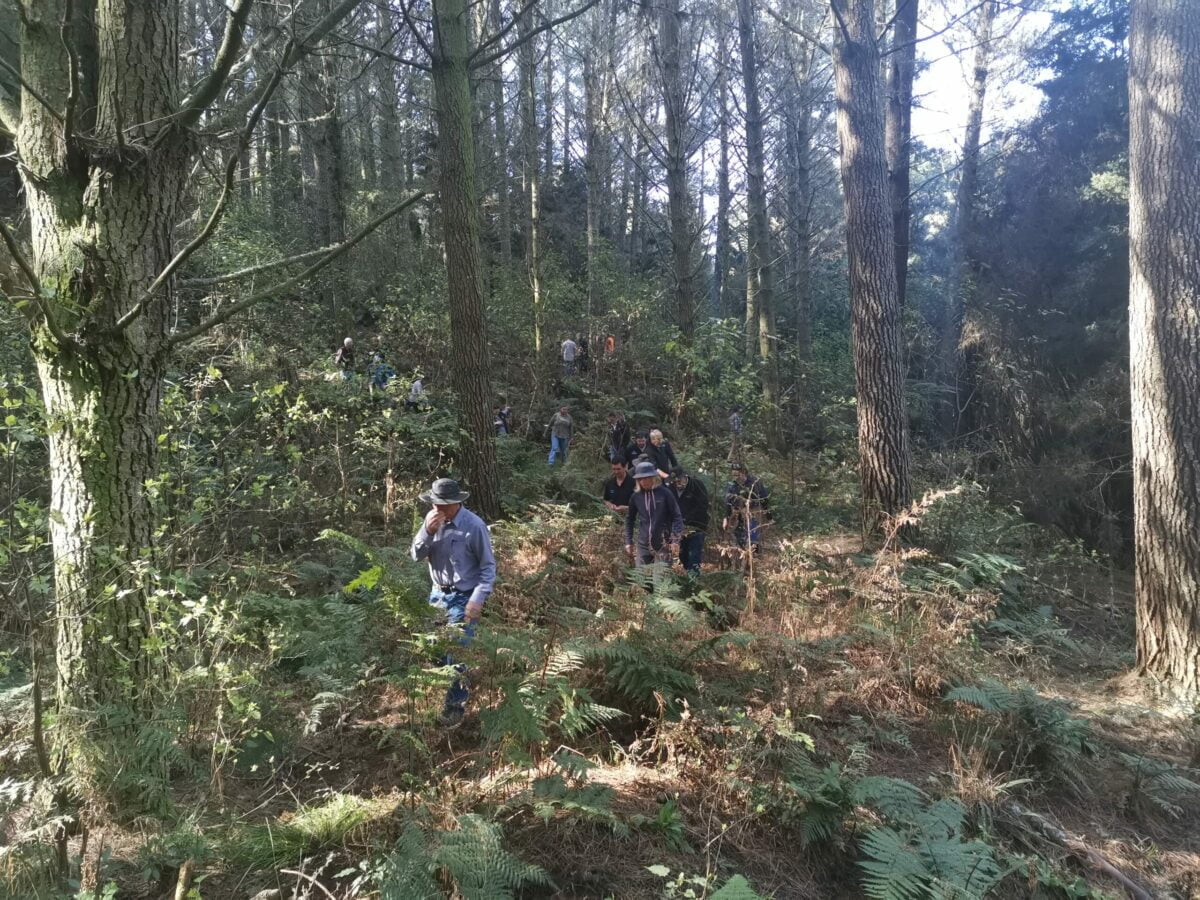 Participants on a field day visit a 33-year-old radiata pine plantation located in the King Country to discuss levels of native regeneration and management requirements