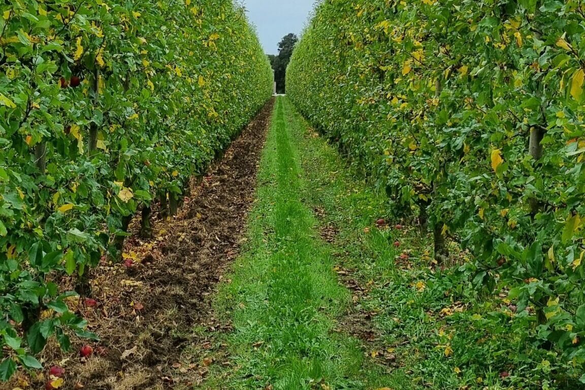 Spring-sown row on the right, autumn-sown row on the left (pre-sowing).