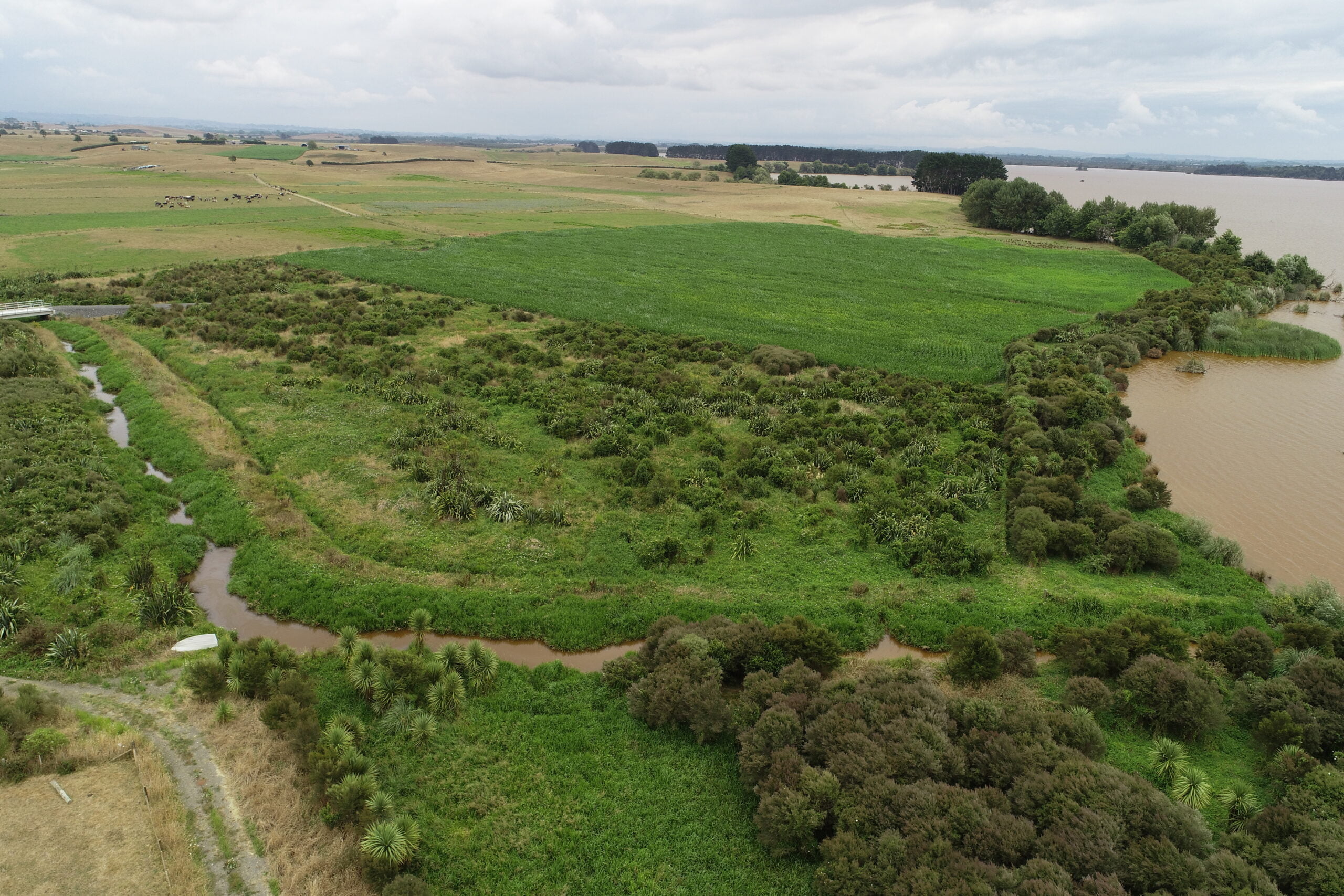 A drone photograph of part of Nikau Farm with restoration plantings visible