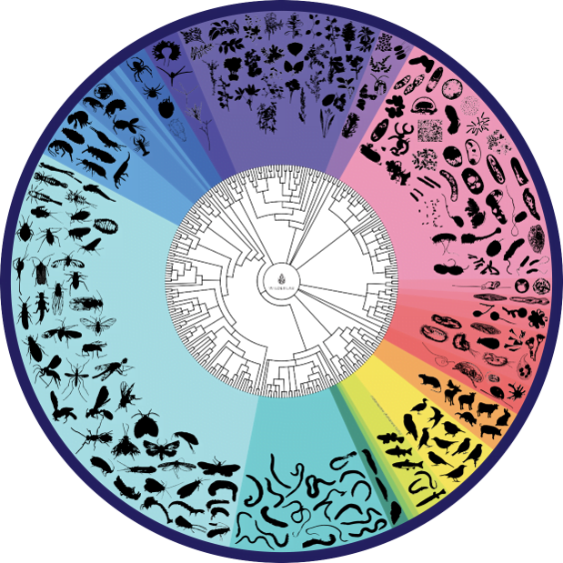 ‘Tree of life’ showing all the birds, insects, aquatic life, plants and animals that left their eDNA signatures at the sample sites, produced by Wilderlab