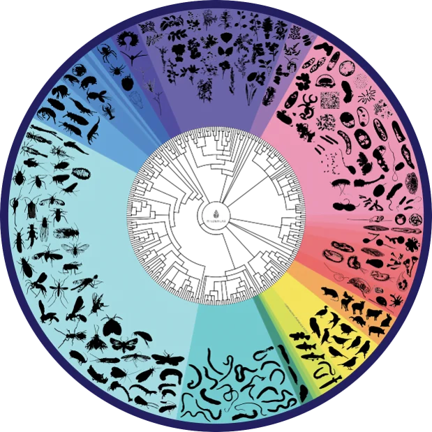 ‘Tree of life’ showing all the birds, insects, aquatic life, plants and animals that left their eDNA signatures at the sample sites, produced by Wilderlab