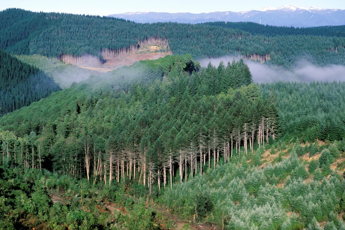 Shutterstock 1031980621New Zealand, South Island, pine forest near Wakefield in the north of the south island.