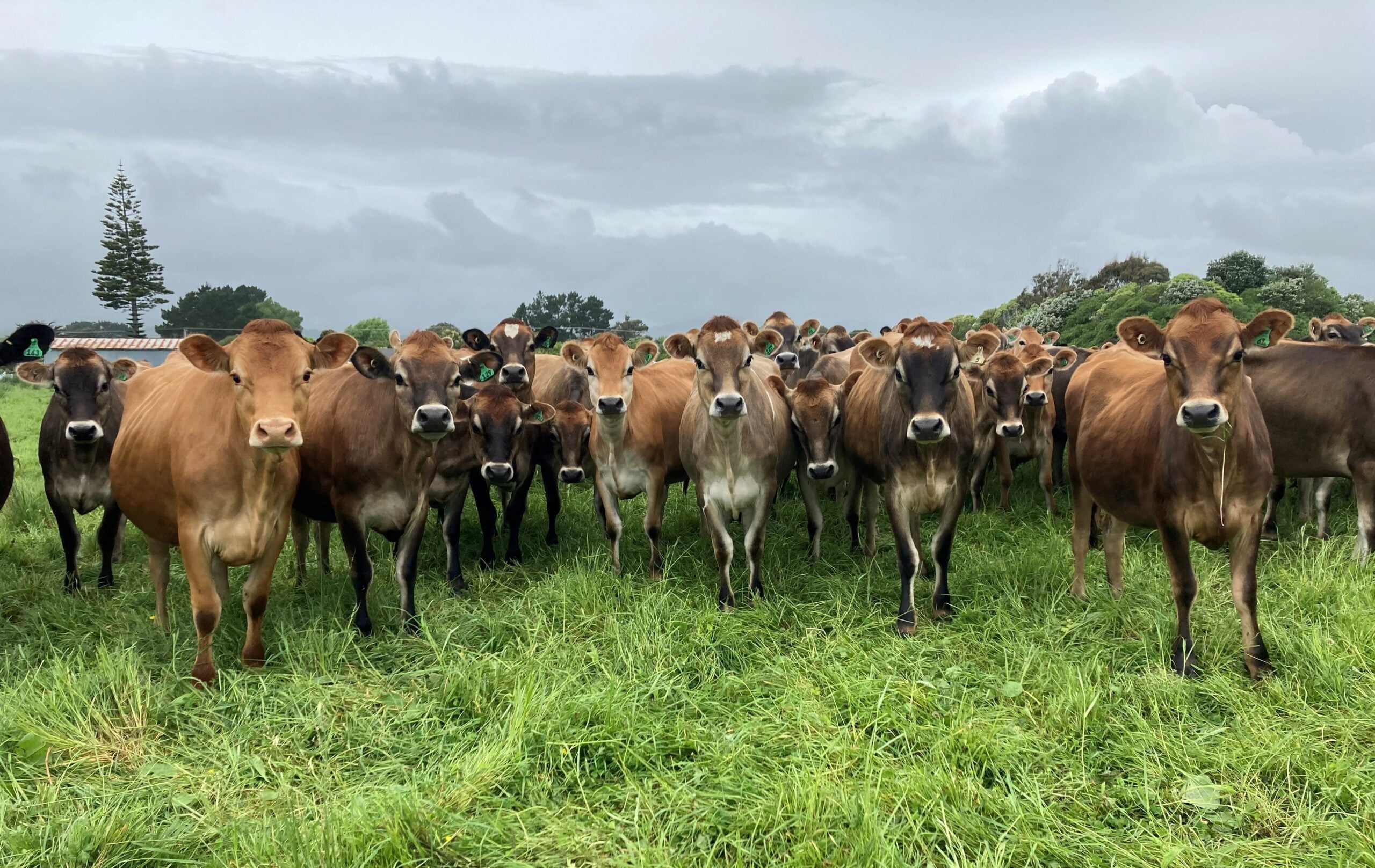 Jersey Cows