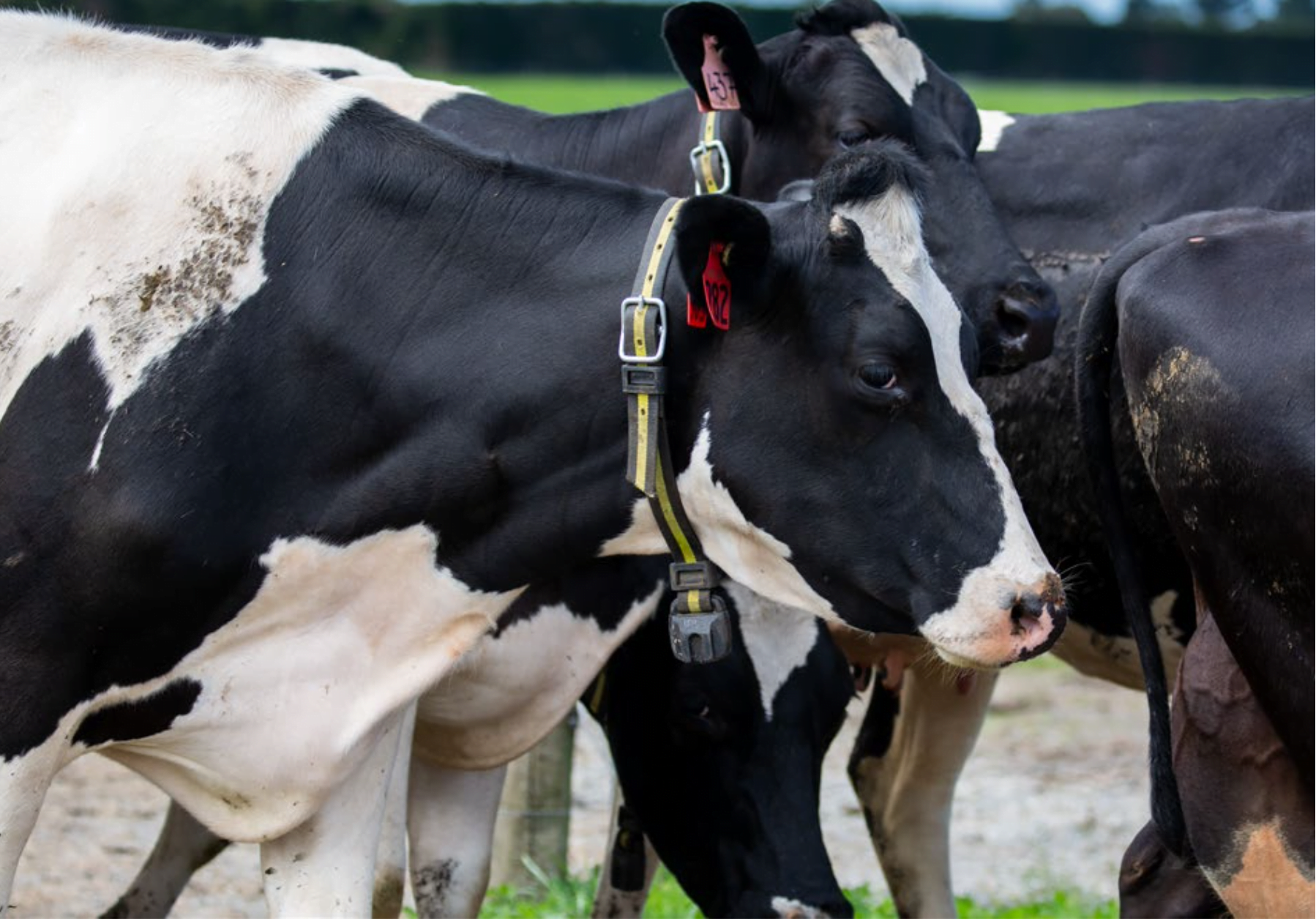 Cow collar