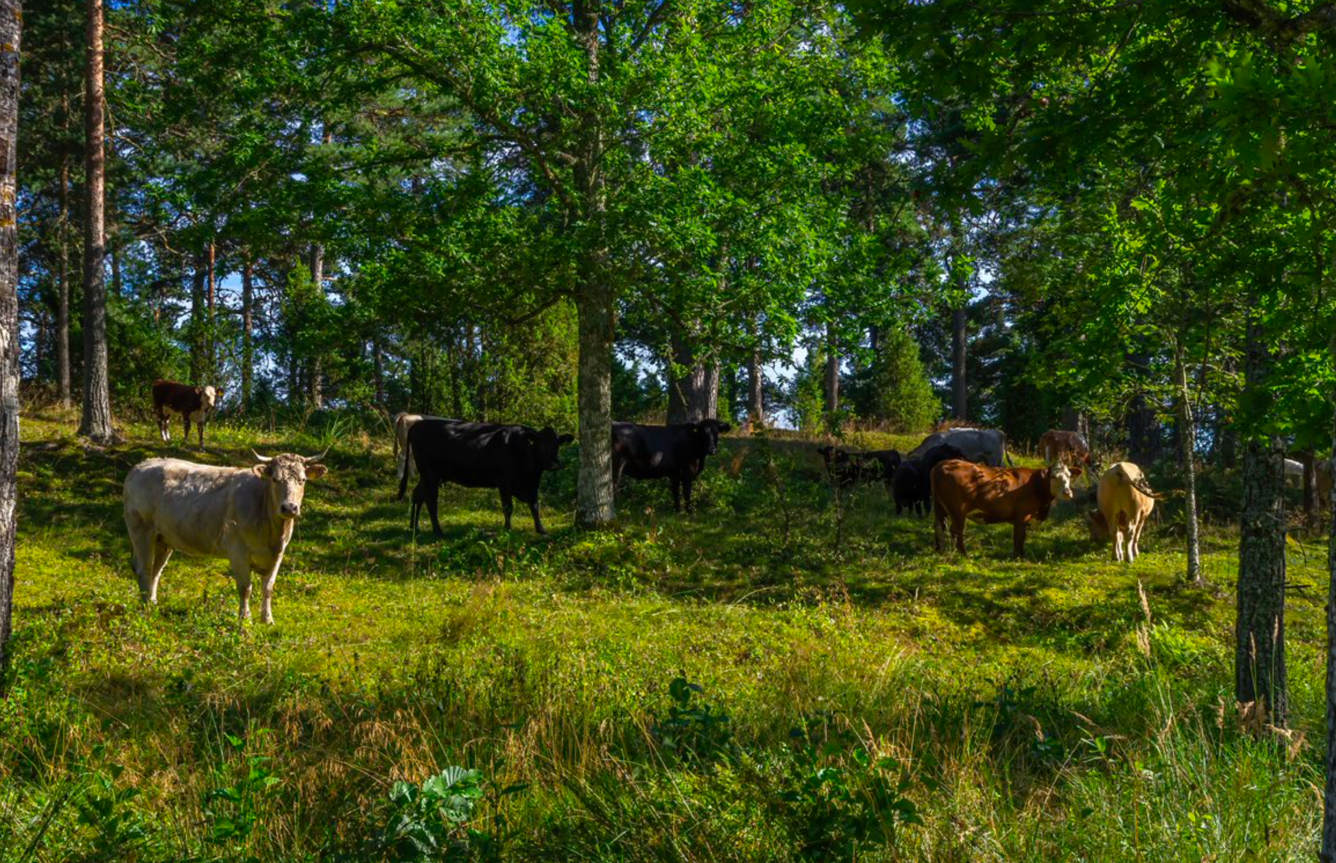 Agroforestry