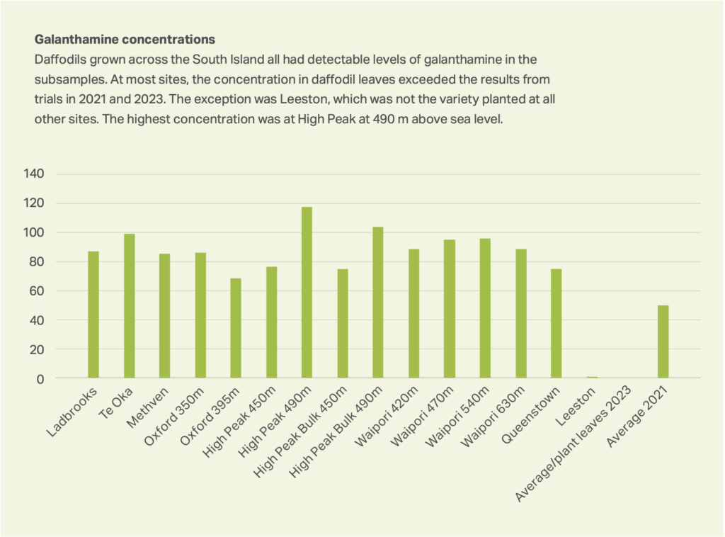 Figure 2: Average galanthamine concentration (μM) in leaves of daffodils at each site. Average results from 2021 and 2023 are shown on the right for comparison