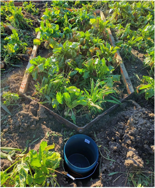 Dry northern Canterbury weather is hampering run-off collection