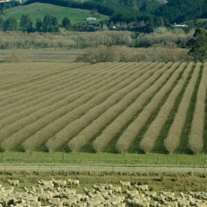 Sheep Vineyard Banner Landscape1200