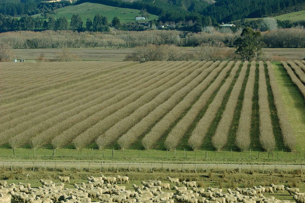 Sheep Vineyard Banner Landscape1200