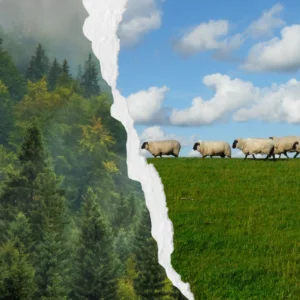 Sheep Pines